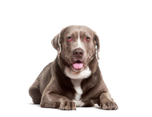 Mixed-breed dog lying and panting, cut out