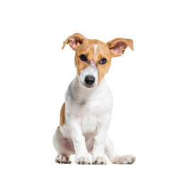 Jack Russel terrier dog sitting, cut out