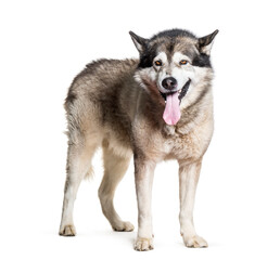 Fototapeta premium Alaskan Malamute dog standing and panting, cut out