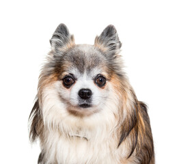 Close-up of chihuahua dog, cut out