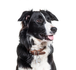 Close-up of border Collie dog panting, cut out