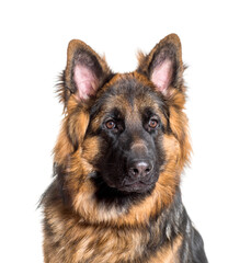 Close-up of german Shepherd, cut out
