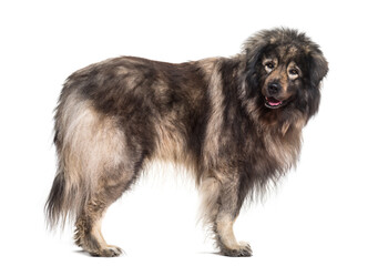 Sarplaninac dog standing, cut out