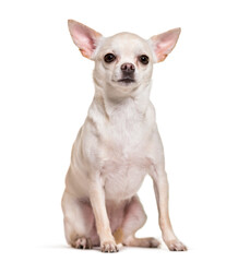 Fototapeta premium Chihuahua dog sitting, cut out