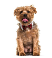 Yorkshire terrier dog sitting and panting, cut out