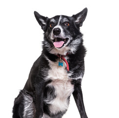 Border Collie dog sitting and panting, cut out