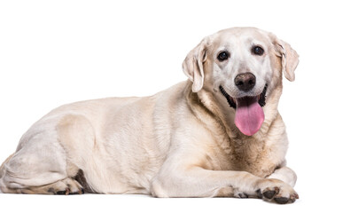 Labrador Retriever dog lying and panting, cut out