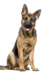 German Shepherd dog sitting and panting, cut out