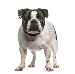 French Bulldog dog standing, cut out