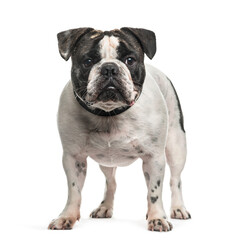 Obraz premium French Bulldog dog standing, cut out
