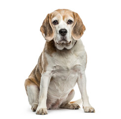 Beagle dog sitting, cut out