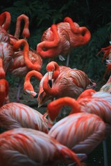 Flock of American flamingos standing near lush bushes