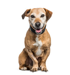 Mixed-breed dog sitting and panting, cut out