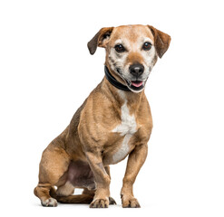 Obraz premium Mixed-breed dog sitting and panting, cut out