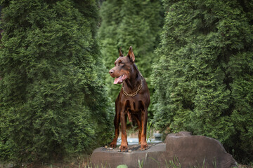 brown doberman