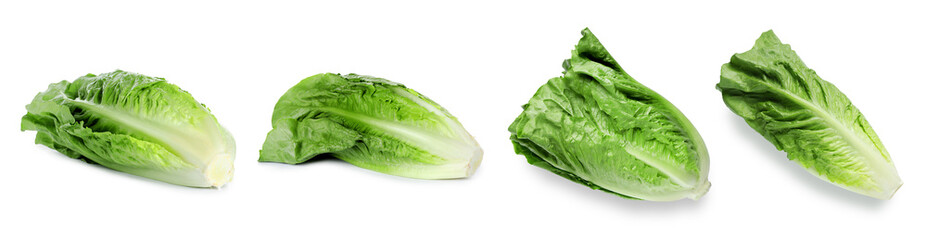 Fresh romaine lettuce heads isolated on white