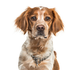 Close-up of a Brittany dog, cut out