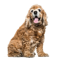 American Cocker spaniel dog sitting and panting, cut out