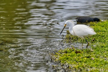 Closeup of a white great egret perched atop a vibrant green meadow nest to a shallow water