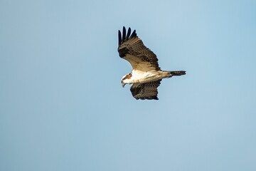 a beautiful hawk in flight
