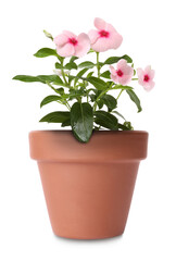 Naklejka na ściany i meble Beautiful catharanthus in terracotta flower pot isolated on white