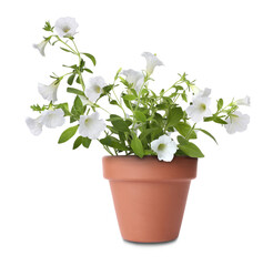 Beautiful petunia in terracotta flower pot isolated on white