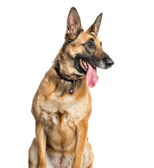Malinois dog sitting and panting, cut out