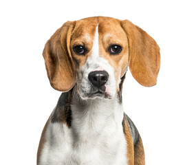 Close-up of Beagle dog, cut out