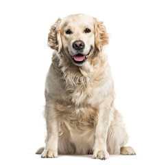 Golden retriever dog sitting and panting, cut out