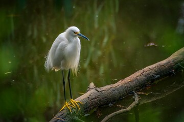 an egret perches on a branch while the light shines brightly
