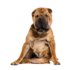 Obraz premium Sitting Brown Shar-pei dog, isolated on white