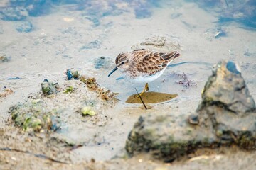 Least sandpiper in a lake with rocks