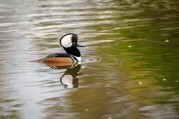 Hooded merganser bird swimming in a pond