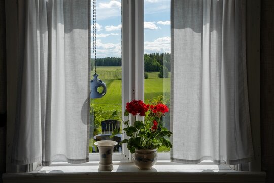 red gerania flowers on top of a windowsill and on the table