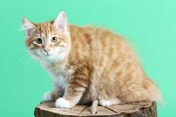 red Kuril bobtail kitten close up photo on green background. High quality photo