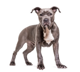 American Staffordshire Terrier dog standing, cut out
