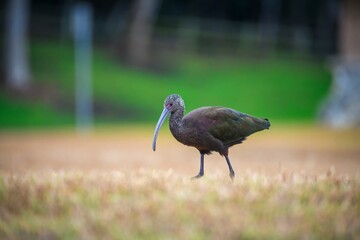 Green ibis bird walking on the grass