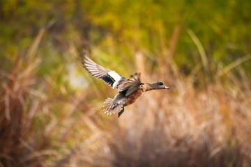 a bird flying low in the air over a field and brush