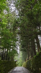 road through the row of trees