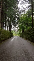 road through the row of trees