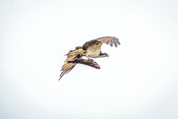 an ospree bird flying through the air with a fish in its talon