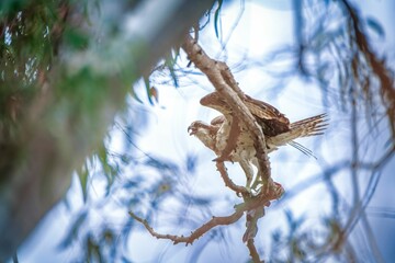 an eagle is on a limb under a tree branch with branches in the foreground