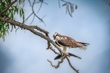 Majestic eagle perched on a tree branch against a backdrop of lush foliage