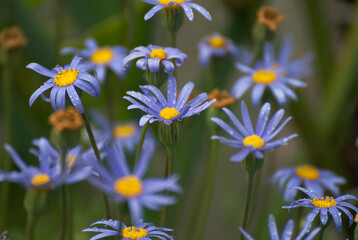 Pretty blue Aster flower in the garden - 672315479