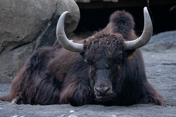 Domestic buffalo resting on a rocky landscape ground