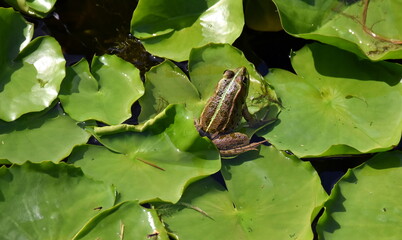 Frosch auf einem Seerosenblatt