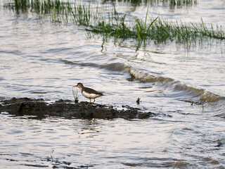 A sandpiper on the beach before the tide.