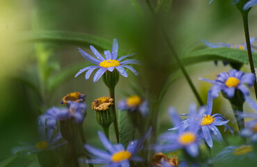 Pretty blue Aster flower in the garden - 672316288