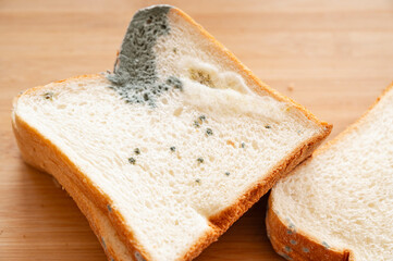 食パンに生えたアオカビと白カビ