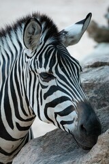 Fototapeta na wymiar Closeup of a zebra in its natural habitat, resting its head on the rocks of an enclosed area